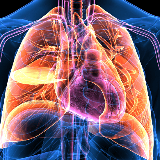 chest xray showing lungs and heart