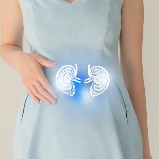 Woman in blue clothes holding virtual kidney in hand