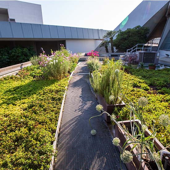 rooftop garden