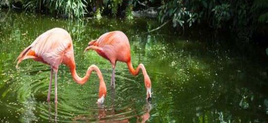 Flamingo Gardens | Local attractions during Pri-Med South