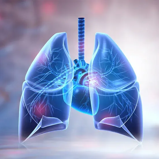 Huma lungs anatomy