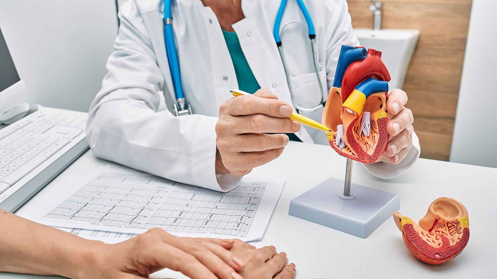 Cardiologist showing anatomical model of human heart