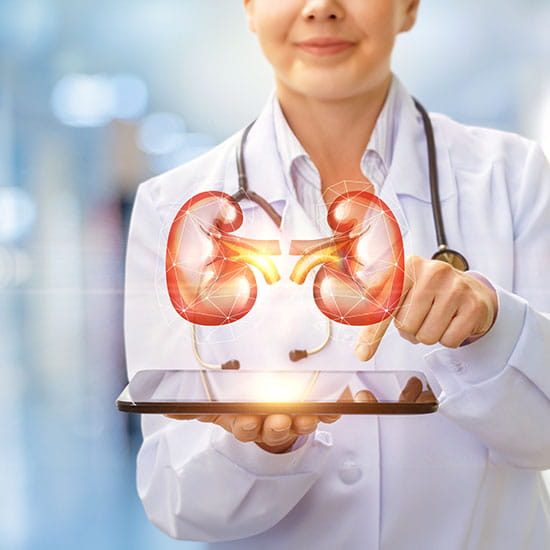 Doctor holding tablet with illustration of kidneys hovering above