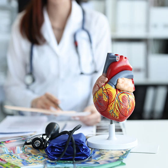 Artificial plastic model of human heart