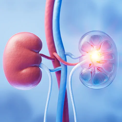 Medical illustration of kidneys