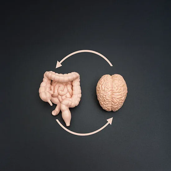Brain, intestine, and colon models linked by circular arrows on a dark background