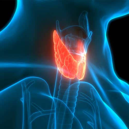3D Illustration Concept of Human Glands Lobes of Thyroid Gland Anatomy