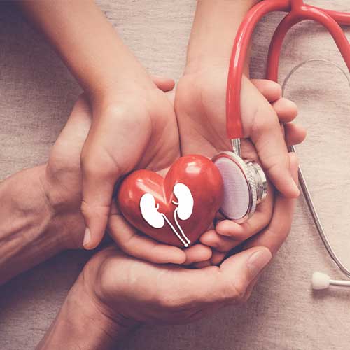 Hands holding red heart with stethoscope, world kidney day