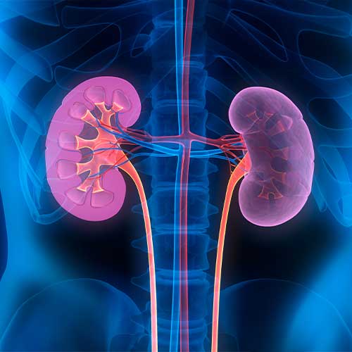 3D illustration of human kidneys with cross-section