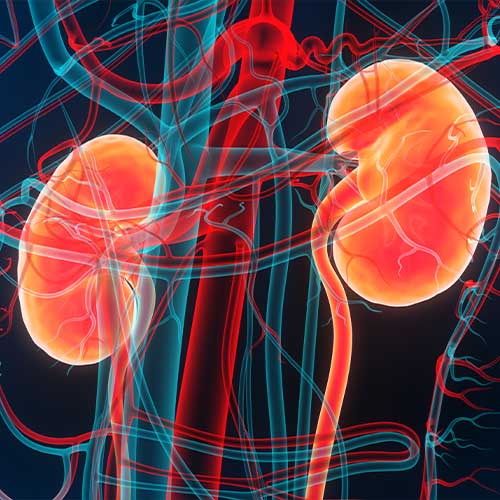 3D Illustration Concept of Human Urinary System Kidneys Anatomy