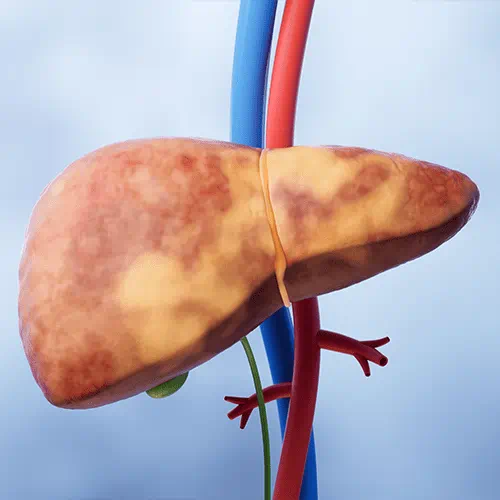 3d model of a healthy kidney