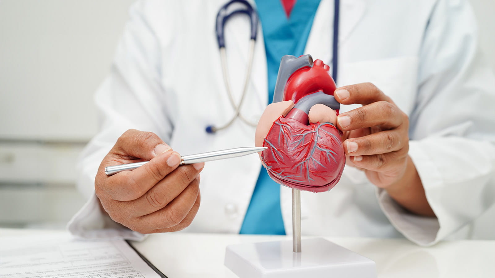 Doctor holding a model heart