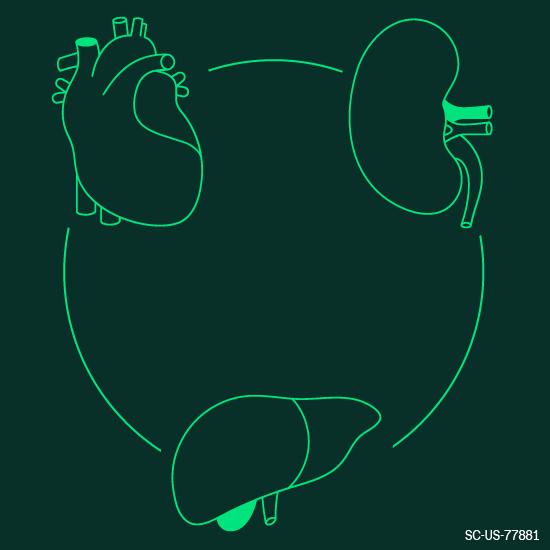 Medical illustration of the Cardiovascular-Renal-Metabolic system