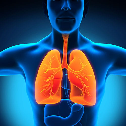 Medical illustration of lungs