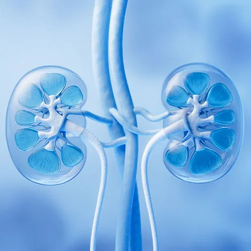 Medical illustration of kidney