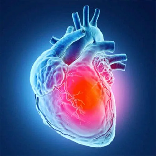 Medical illustration of a heart