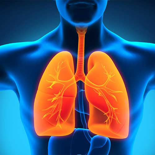 3D medical illustration showing human lungs, trachea, and bronchial tubes highlighted in orange on a blue body background.