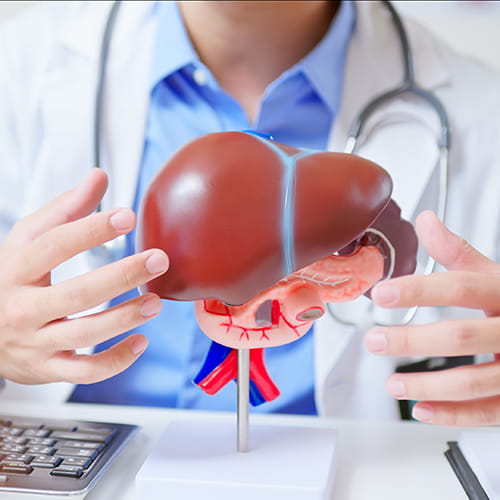 Doctor gesturing at a 3D anatomy model of a liver.