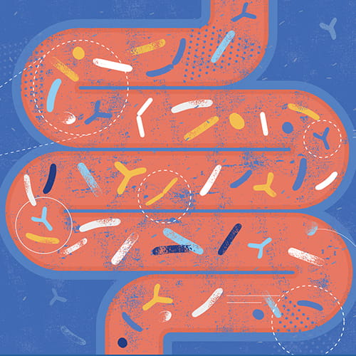 Stylized illustration of human intestine microbiota with healthy probiotic bacteria.