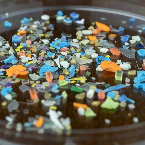 Colorful microplastic fragments scattered in a petri dish.