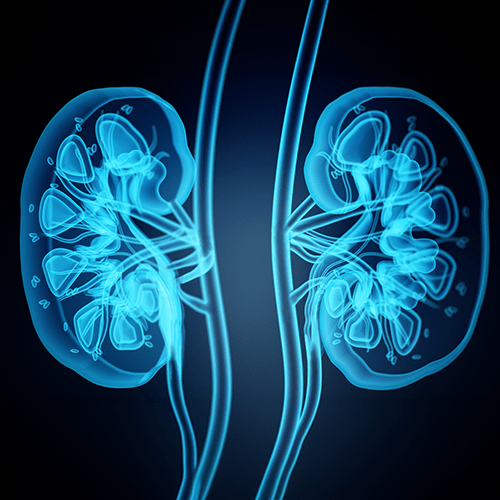 Glowing blue 3D illustration of two kidneys showing their internal structure, set against a dark background.
