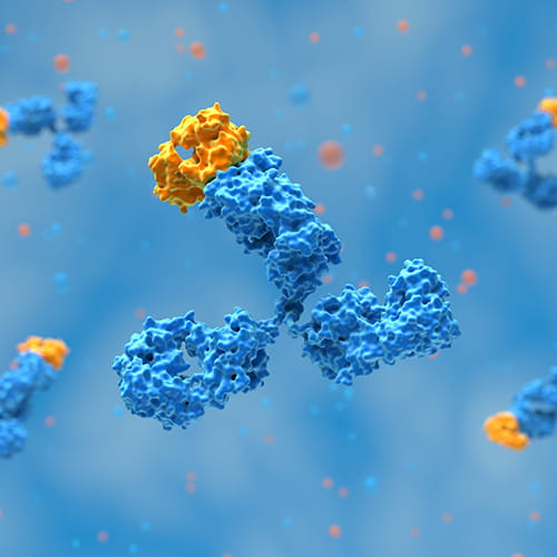 3D render of a monoclonal antibody.