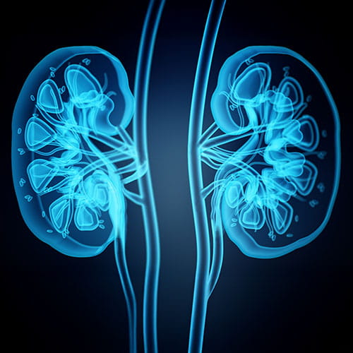 X-ray image of human kidneys