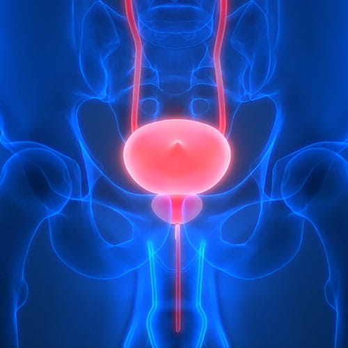 3D Illustration of Human Urinary System