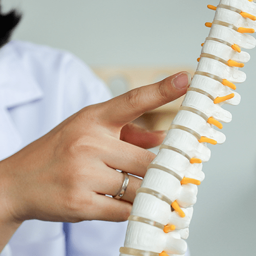 A hand pointing at a vertebra on a model of a human spine.