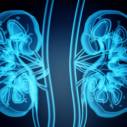 3D illustration depicting an x-ray view of human kidneys.