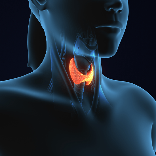 image of thyroid glands highlighted