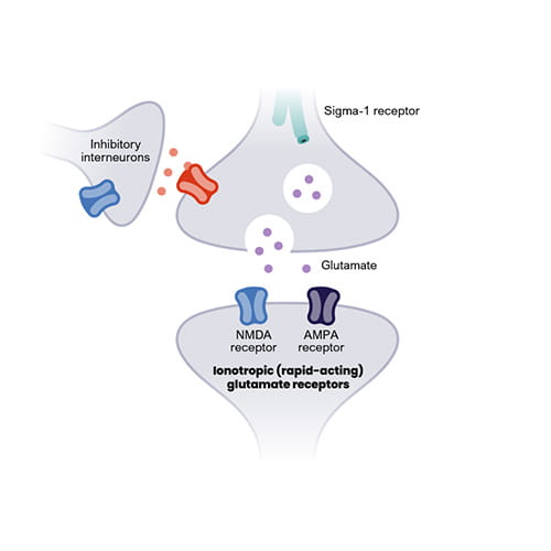 Diagram of a glutamate synapse relevant to major depressive disorder (MDD) and PCN pharmacology. An inhibitory interneuron releases GABA onto a receptor on the presynaptic neuron, which also contains a Sigma-1 receptor and vesicles of glutamate. The presynaptic terminal releases glutamate into the synapse, where it acts on postsynaptic NMDA and AMPA receptors, labeled as ionotropic (rapid-acting) glutamate receptors.