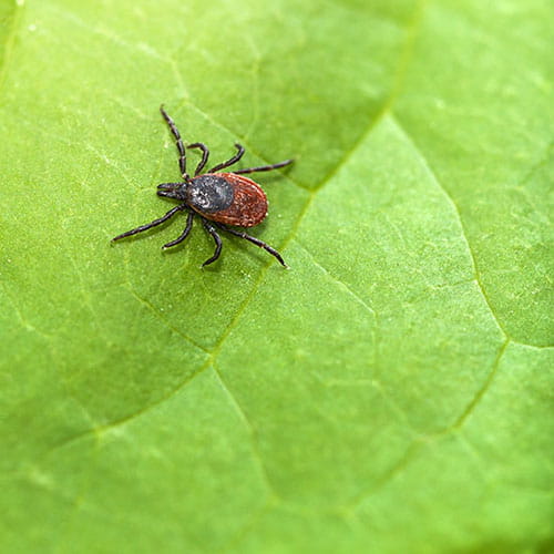 The castor bean tick, Ixodes ricinus, on a leaf.