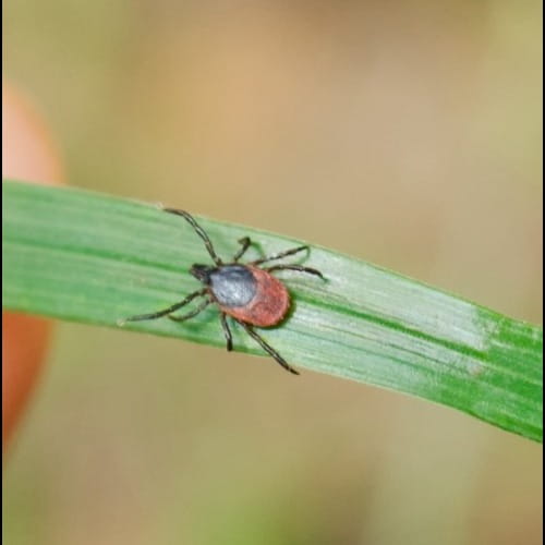 Image of a tick on a blade of grass