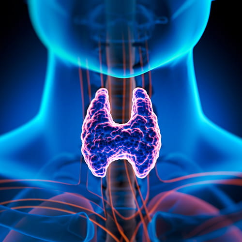 endocrinology thyroid