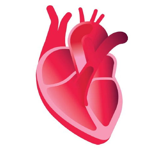 illustration of a heart
