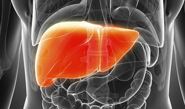 black and grey vector of orange liver